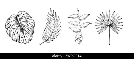 Tropische Reihe von Vektorpalmblättern, Monstera und Helikonia Blume Illustrationen auf isoliertem Hintergrund. Schöne botanische handgemalte lineare Exotik Stock Vektor