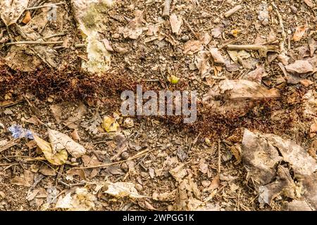 Blick von oben auf Termitenpfade am Boden im afrikanischen Wald. Viele kleine Insekten laufen nacheinander am Boden entlang Stockfoto