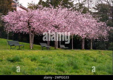 Blüte im Frühling. Landschaft von Prunus Kwanzan rosa Blumen, Baum und Bank. Lausanne, Schweiz. Stockfoto