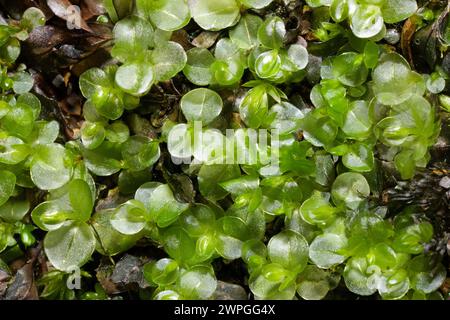 Rhizomnium punctatum (gepunktetes Thymian-Moos) kommt auf feuchtem Boden, Gestein und verrottendem Holz vor. Sie ist in Asien, Europa, Nordamerika und Nordafrika beheimatet. Stockfoto