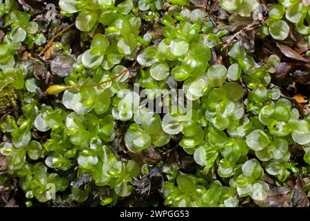 Rhizomnium punctatum (gepunktetes Thymian-Moos) kommt auf feuchtem Boden, Gestein und verrottendem Holz vor. Sie ist in Asien, Europa, Nordamerika und Nordafrika beheimatet. Stockfoto