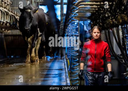 Weibliche Farm-Hand melkt eine Kuhherde auf einem Milchbetrieb in Timoleague, West Cork, Irland. Stockfoto