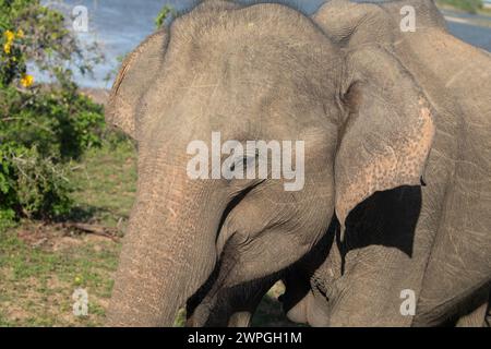 Indische Elefanten in natürlicher Umgebung. Spaziergänge am Ufer eines Teichs an einem sonnigen Tag Stockfoto