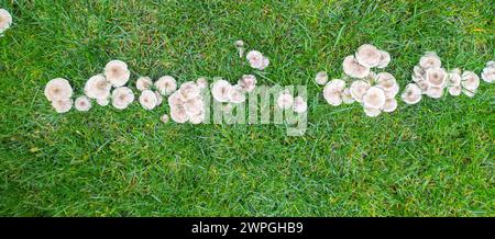 Pilzkrankheit auf Gras, schlechter Rasen. Pilzgruppe im grünen Gras Stockfoto