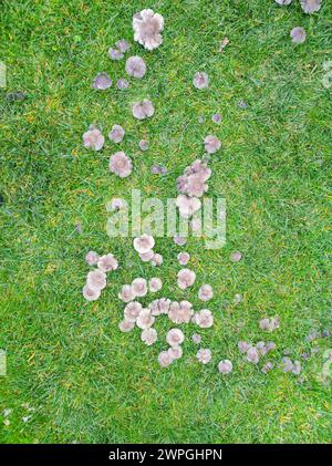 Pilzkrankheit auf Gras, schlechter Rasen. Pilzgruppe im grünen Gras Stockfoto