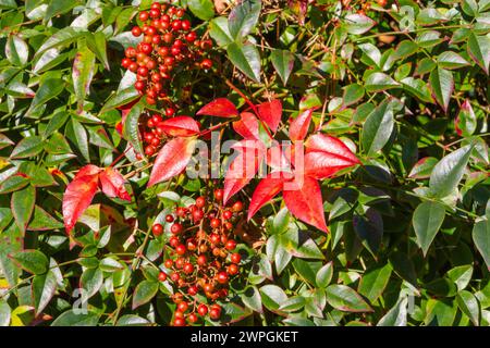 Dwarf Nandina HARBOR DWARF in Norfolk Botanical Gardens in Norkfolk, Virginia. Stockfoto