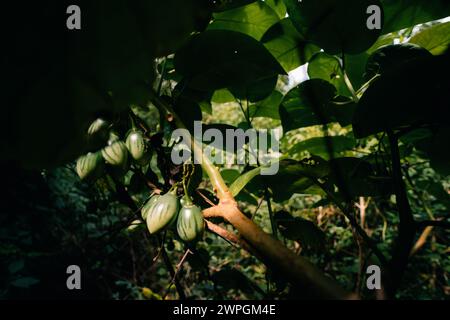 Grüner Tamarillo Solanum betaceum ist ein kleiner Baum oder Sträucher aus der blühenden Pflanzenfamilie. Hochwertige Fotos Stockfoto