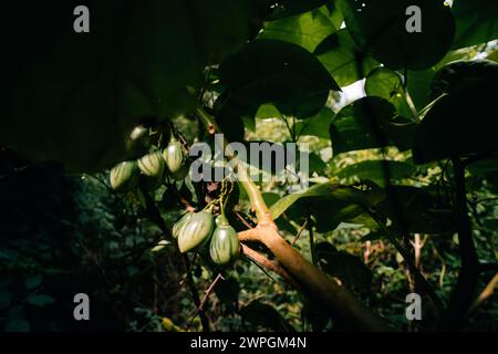 Grüner Tamarillo Solanum betaceum ist ein kleiner Baum oder Sträucher aus der blühenden Pflanzenfamilie. Hochwertige Fotos Stockfoto