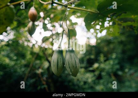 Grüner Tamarillo Solanum betaceum ist ein kleiner Baum oder Sträucher aus der blühenden Pflanzenfamilie. Hochwertige Fotos Stockfoto