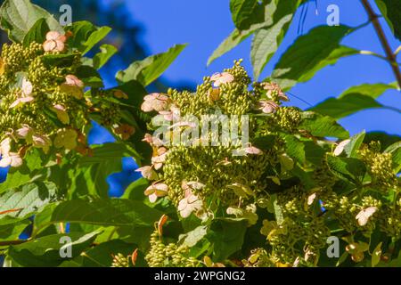 Hydrangea paniculata GREENSPIRE in Norfolk Botanical Gardens in Norkfolk, Virginia. Stockfoto