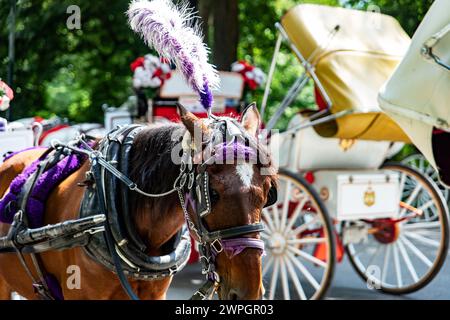 Rikscha- oder Pferdekutschenfahrt im Central Park, einem öffentlichen Stadtpark im Stadtteil Manhattan. Stockfoto