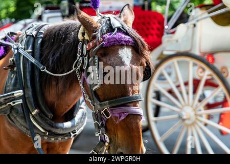 Rikscha- oder Pferdekutschenfahrt im Central Park, einem öffentlichen Stadtpark im Stadtteil Manhattan. Stockfoto