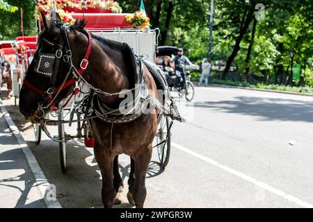 New York, USA; 4. Juni 2023: Rikscha- oder Pferdekutschenfahrt im Central Park, einem öffentlichen Stadtpark im Stadtteil. Stockfoto