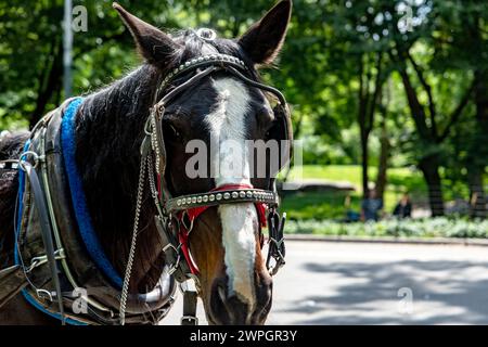 Rikscha- oder Pferdekutschenfahrt im Central Park, einem öffentlichen Stadtpark im Stadtteil Manhattan, in der Big Appl Stockfoto