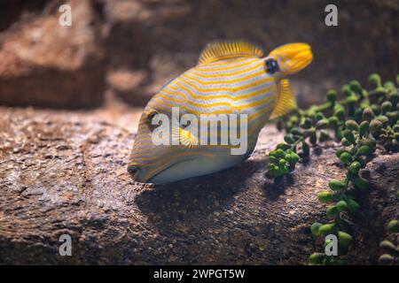 Orangenfische (Balistapus undulatus) - Meeresfische Stockfoto