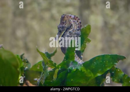 Slender Seahorse (Hippocampus reidi) oder Longsnout Seahorse Stockfoto