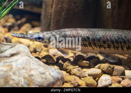 Geflecktes gar (Lepisosteus oculatus) - Süßwasserfische Stockfoto