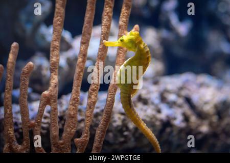 Yellow Slender Seahorse (Hippocampus reidi) oder Longsnout Seahorse Stockfoto
