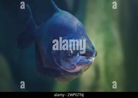Tambaqui (Colossoma macropomum) - Süßwasserfische Stockfoto