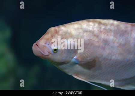 Albino Giant Gourami (Osphronemus goramy) - Süßwasserfisch Stockfoto