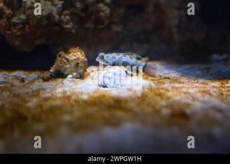 Malerische Drachenart (Synchiropus picturatus) - Meeresfische Stockfoto