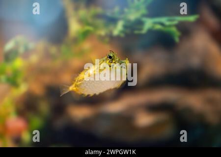 Schweinefleischfische (Chilomycterus spinosus) oder Brauner Burrfish - Meeresfische Stockfoto
