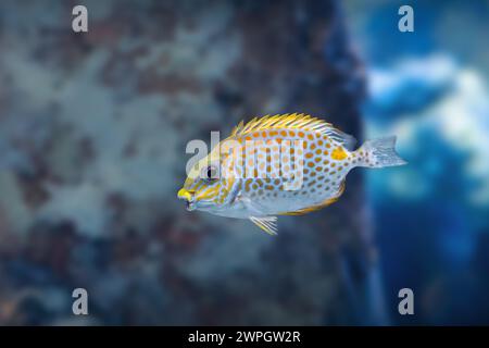 Orangenfleckenspinefoot (Siganus guttatus) oder Goldsattelkanbitfisch - Meeresfisch Stockfoto