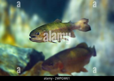 Regenbogenforellen (Oncorhynchus mykiss) - Süßwasserfische Stockfoto