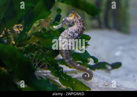 Slender Seahorse (Hippocampus reidi) oder Longsnout Seahorse Stockfoto