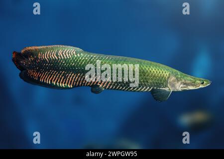 Pirarucu (Arapaima gigas) - Fisch im Amazonasbecken Stockfoto