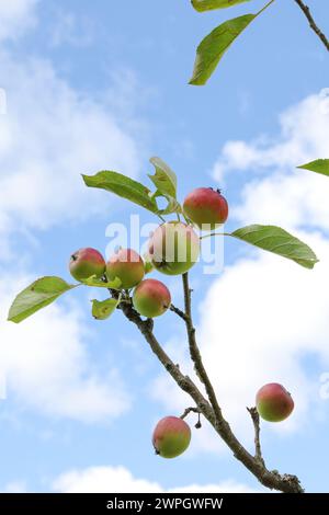 Äpfel und Blätter wachsen auf Ast, Schuss vor blauem Himmel Hintergrund Stockfoto
