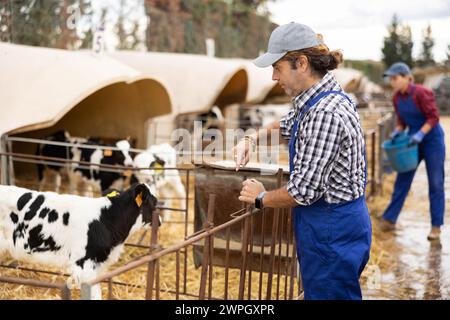 Positiver Landwirt mittleren Alters bei einheitlich streichenden Kälbern mit Ohrmarken im Stall im Viehzuchtbetrieb Stockfoto