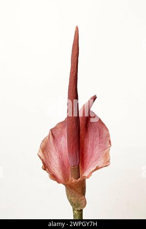 Teufelszunge Amorphophallus konjac, Amorphophallus rivieri Blüte, exotische blühende Pflanze aus Südostasien *** Teufelszunge Amorphophallus konjac, Stockfoto