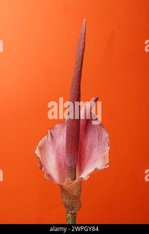 Teufelszunge Amorphophallus konjac, Amorphophallus rivieri Blüte, exotische blühende Pflanze aus Südostasien *** Teufelszunge Amorphophallus konjac, Stockfoto