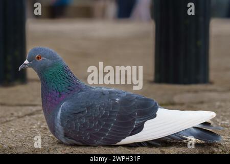 Nahaufnahme einer bunten Taube, die auf dem Boden in der Stadt liegt und auf die Kamera blickt Stockfoto