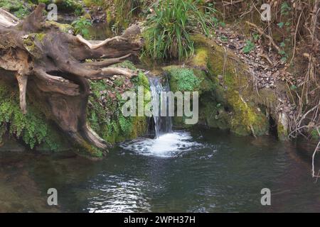 Kristallklarer Wasserfall in einem Bergbach, bedeckt mit Moos und Farnen und einer trockenen Baumwurzel Stockfoto