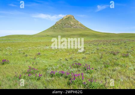 Wildblumen in der Prärie unten Heuhaufen Butte in den Süßgras Hügeln in der Nähe von Whitlash, montana Stockfoto