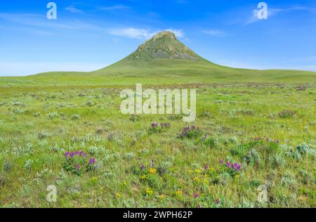 Wildblumen in der Prärie unten Heuhaufen Butte in den Süßgras Hügeln in der Nähe von Whitlash, montana Stockfoto