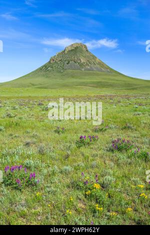 Wildblumen in der Prärie unten Heuhaufen Butte in den Süßgras Hügeln in der Nähe von Whitlash, montana Stockfoto