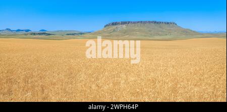 Panorama eines Reifefeldes unter Crown butte in der Nähe von simms, montana Stockfoto