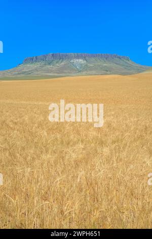 Feld mit reifendem Weizen unter Crown butte in der Nähe von simms, montana Stockfoto