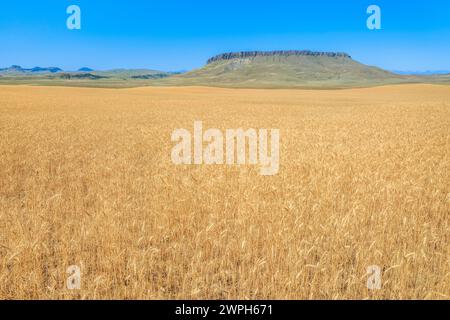 Feld mit reifendem Weizen unter Crown butte in der Nähe von simms, montana Stockfoto