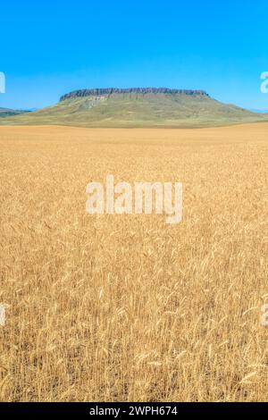Feld mit reifendem Weizen unter Crown butte in der Nähe von simms, montana Stockfoto