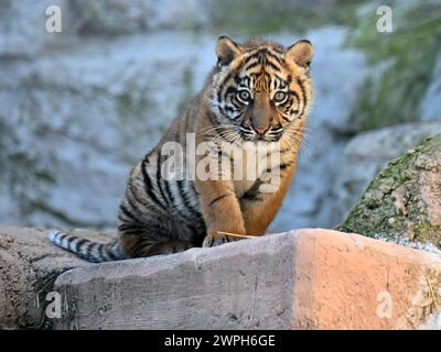 Rom, Italien. März 2024. Kala, ein Sumatra-Tigerjunges, wird am 7. März 2024 im Bio Park Zoo in Rom, Italien, gesehen. Die drei Monate alte Tigerjunge gab ihr öffentliches Debüt hier am Donnerstag. Quelle: Alberto Lingria/Xinhua/Alamy Live News Stockfoto