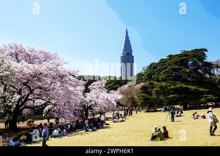 33-31-2015 Tokio, JAP fantastischer Blick auf die Kirschblüte in Shinjuku gyoen und einen Teil der Nadelbäume an sonnigen Tagen in Tokio. Crypromeria Stockfoto