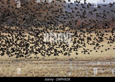 Amseln über Wiese - Bosque del Apache National Wildlife Refuge, New Mexico Stockfoto