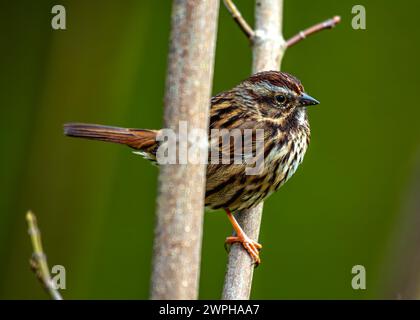 Song Sparrow (Melospiza melodia) singt seine melodischen Melodien im Grün des Golden Gate Parks, San Francisco und begeistert Besucher mit seiner Präsenz. Stockfoto