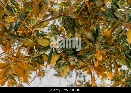 Magnolienbaum mit großen koneliken Samenkörnern. Hochwertige Fotos Stockfoto