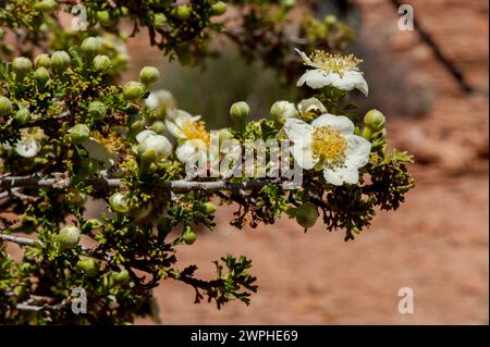 Mexikanische Cliff-Rose (Purshia mexicana) gefunden in der Nähe von Moab, Utah Stockfoto