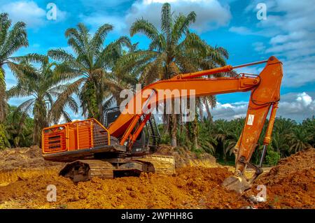 Bulldozer in Palmölplantagen Stockfoto